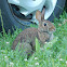 Eastern Cottontail