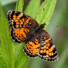 Pearl Crescent