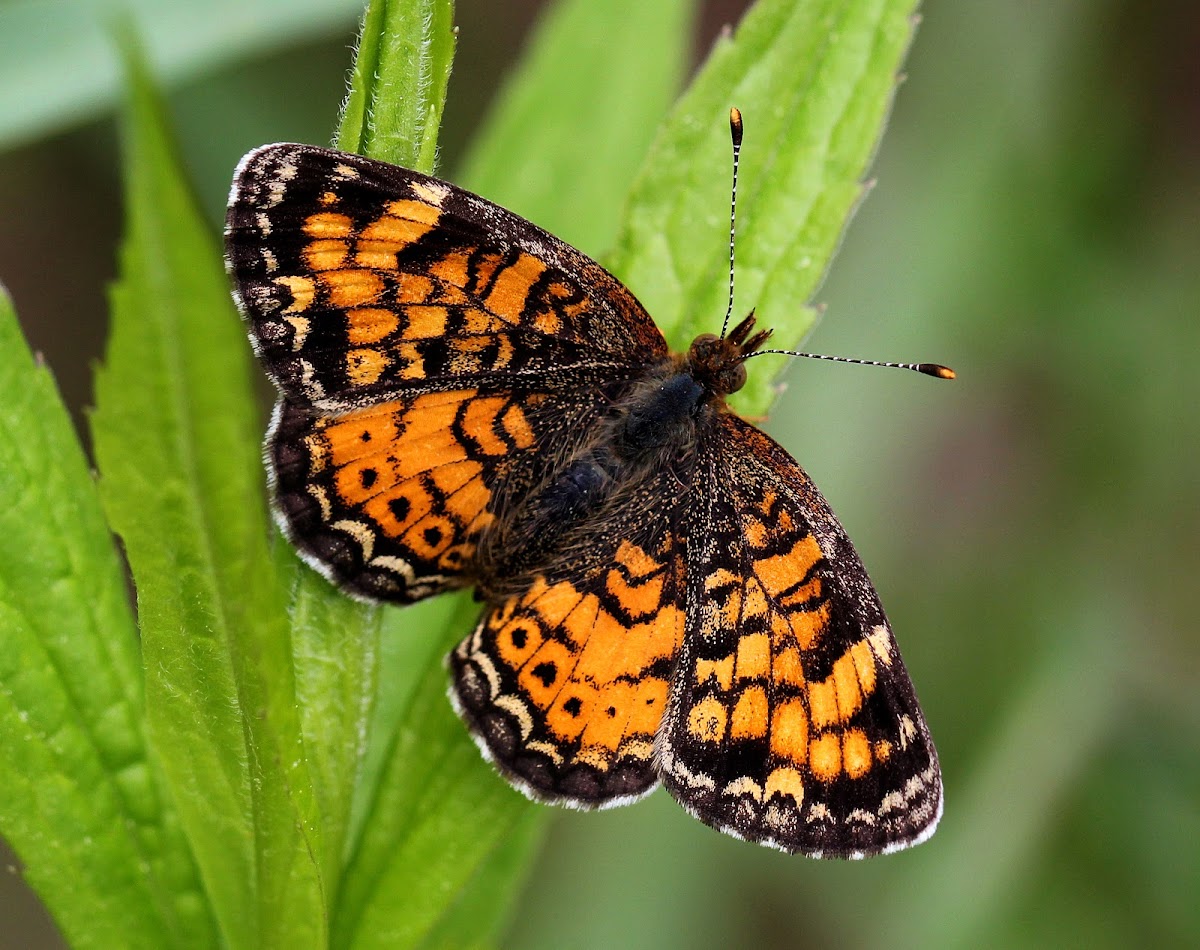 Pearl Crescent