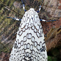 Giant leopard moth