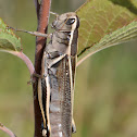 Two-striped Grasshopper