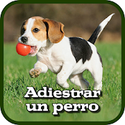 Cómo Adiestrar un Perro