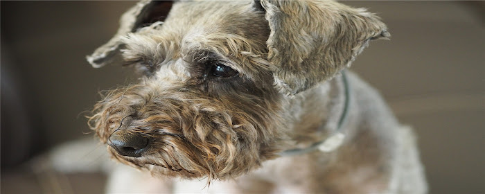 Standard Schnauzer Themes & New Tab marquee promo image