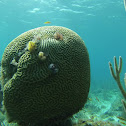 Christmas tree worm