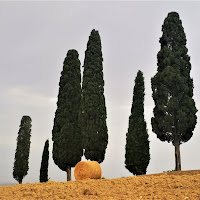 terra e cipressi di Claudiator