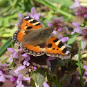 Small Tortoiseshell