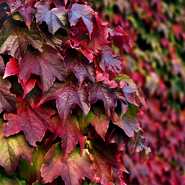 Colori d'autunno di batfabio