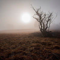 Strano, vagare nella nebbia... Ognuno è solo di 