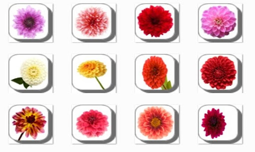 New Dahlia Flowers Onet Game