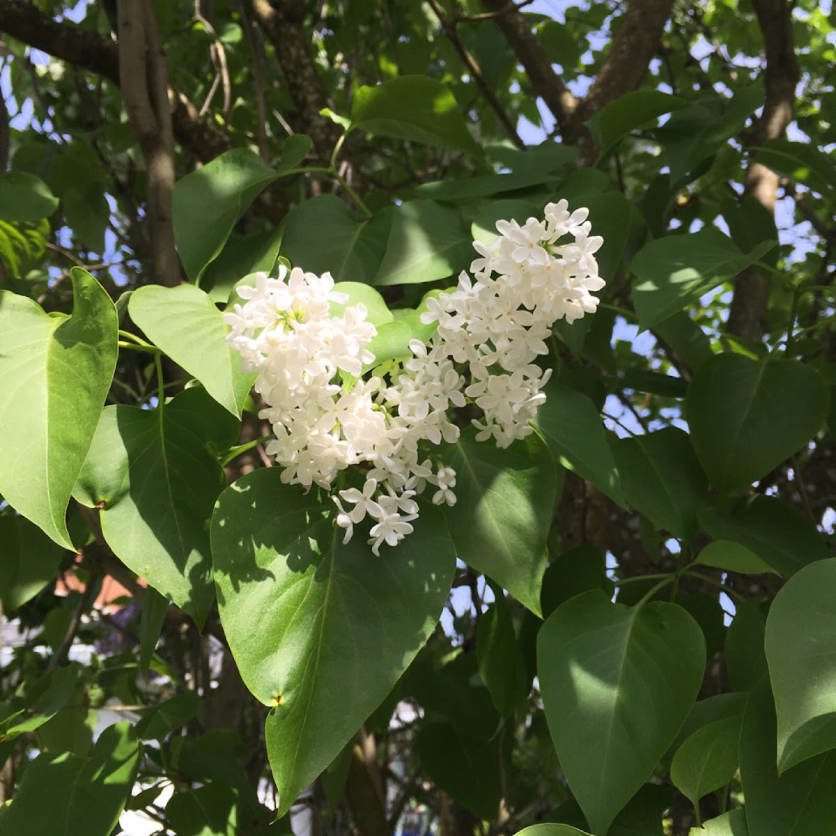 Common lilac