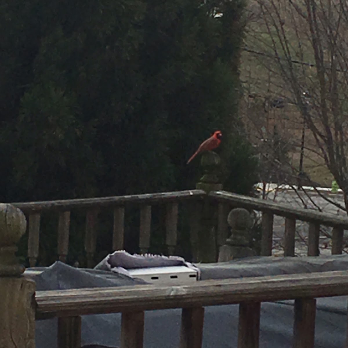 Northern Cardinal