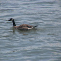 Canada goose