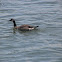 Canada goose