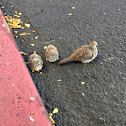 zebra dove (Introduced)