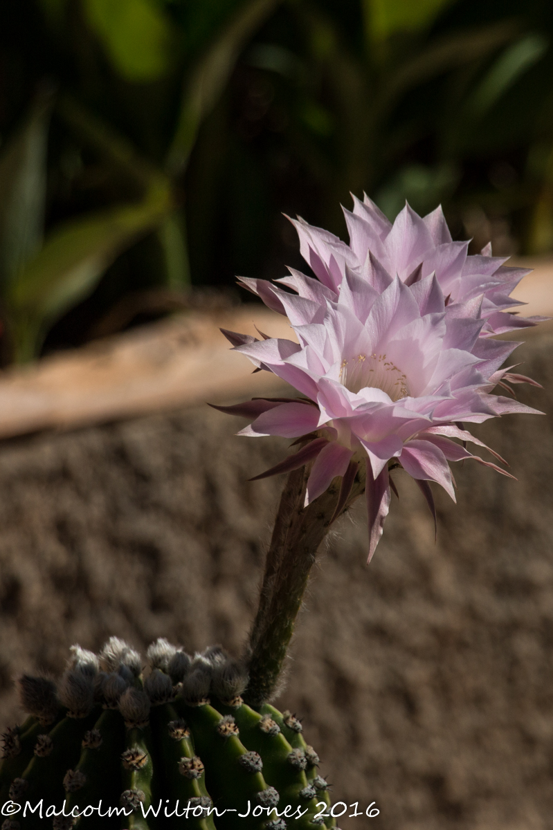 Cactus flower