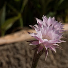 Cactus flower