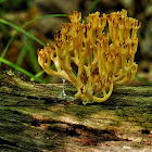 Crown-tipped Coral