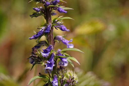 Anarrhinum bellidifolium