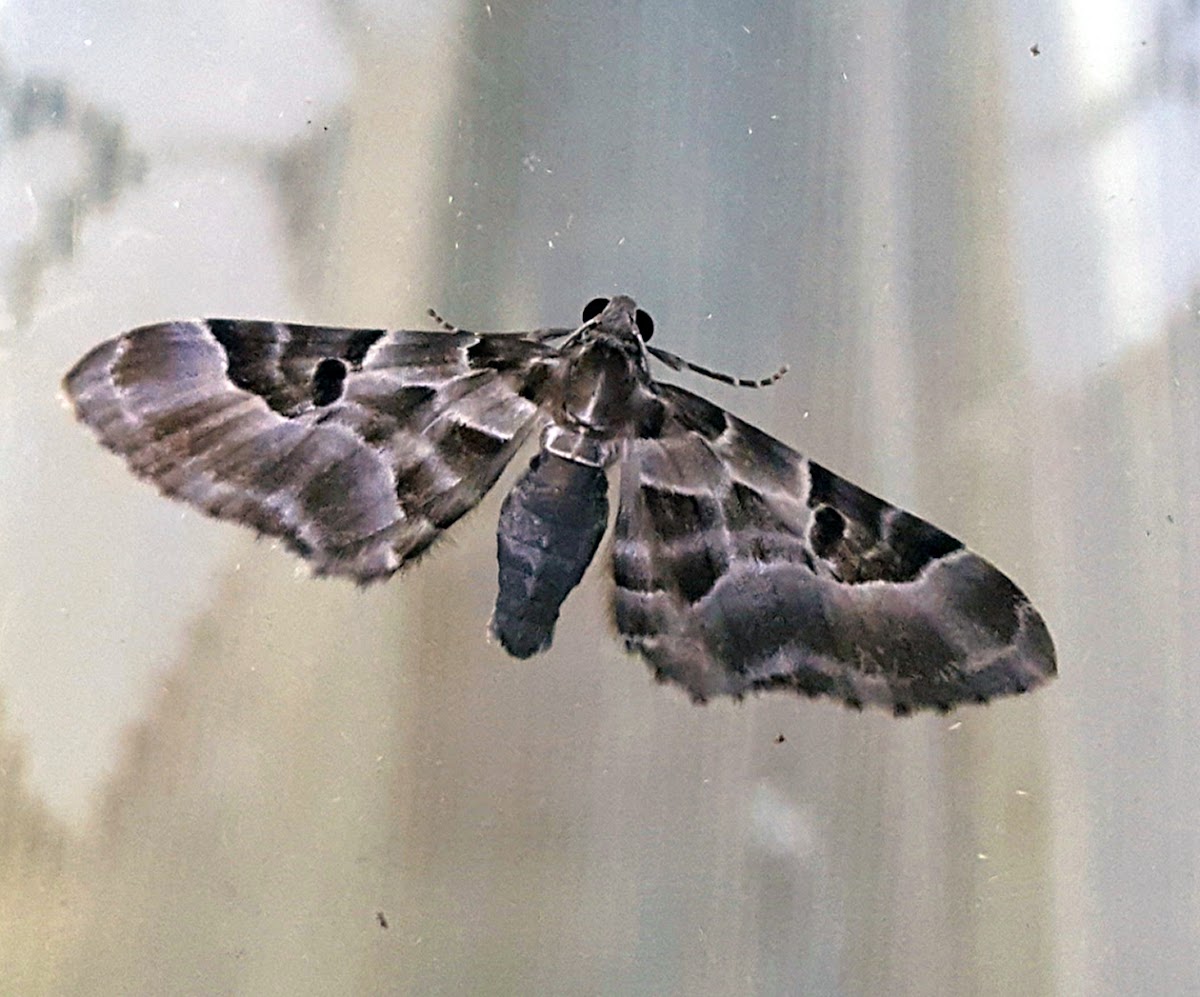 Geometer Moth