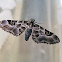 Geometer Moth