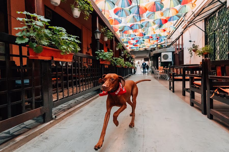 Fotograf ślubny Alex Pasarelu (belle-foto). Zdjęcie z 4 lutego 2019