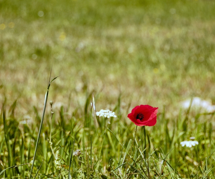 RED di Salvatore Gulino