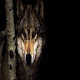 Wolf New Tab, Wallpapers HD