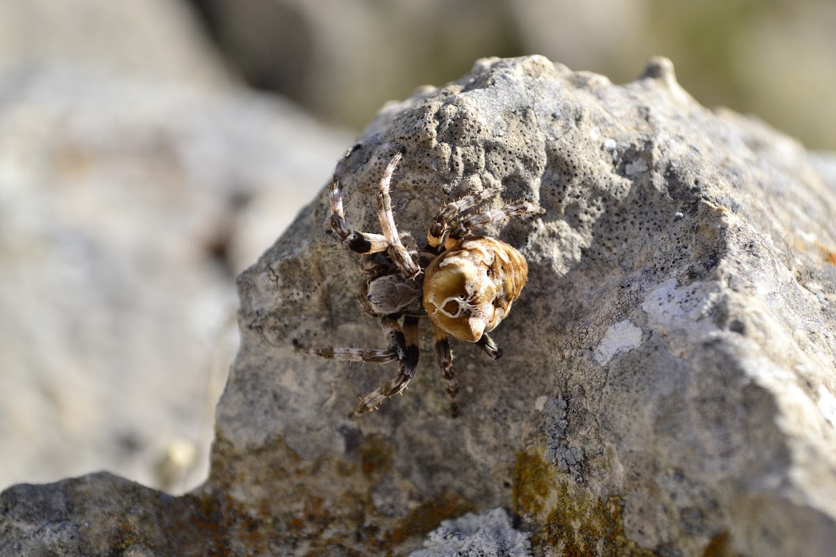 Orb-weaver Spider