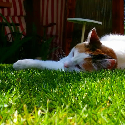 sole di primavera di vola in alto solo chi ha il coraggio di farlo