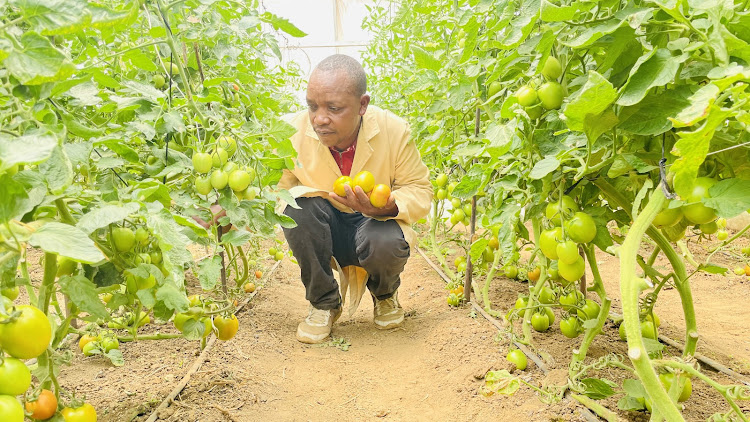 Alex Lameria harvests tomatoes from his greenhouse in Moi Ndabi, Naivasha, on October 1.