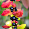 Common Honeysuckle; Madreselva de los Bosques,