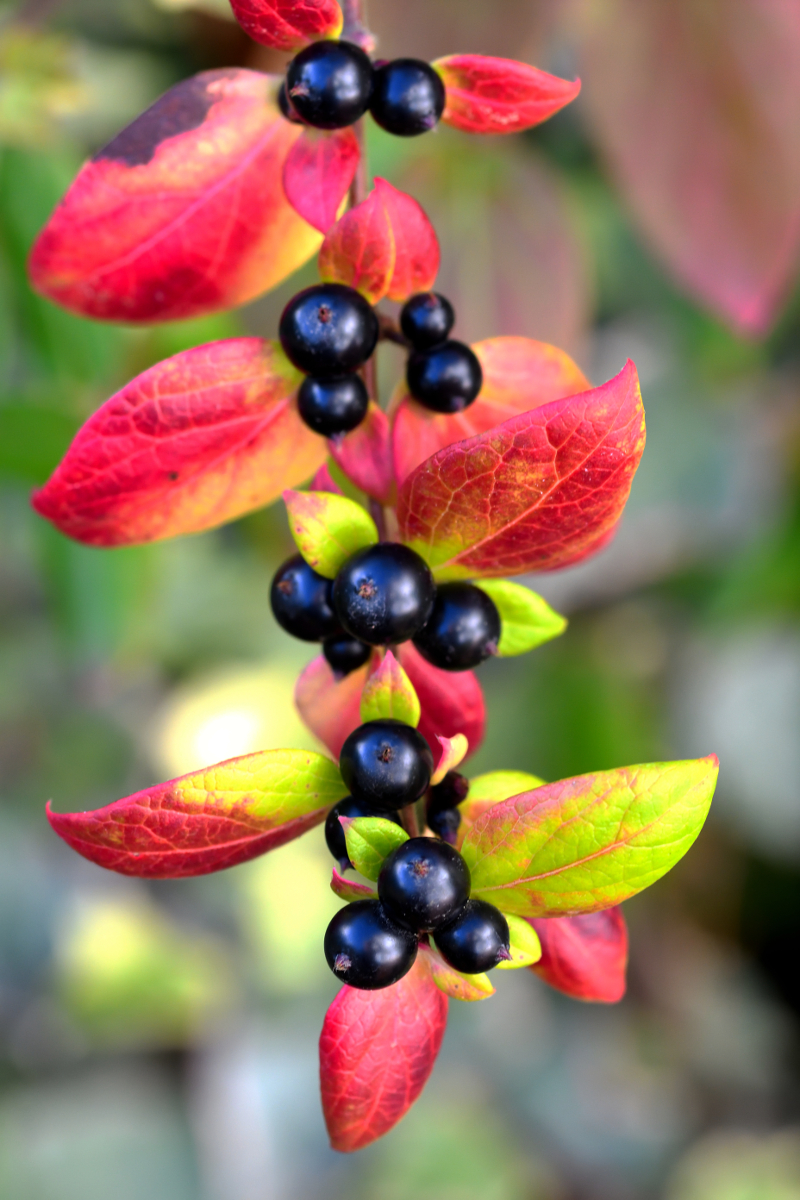 Common Honeysuckle; Madreselva de los Bosques,