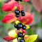 Common Honeysuckle; Madreselva de los Bosques,