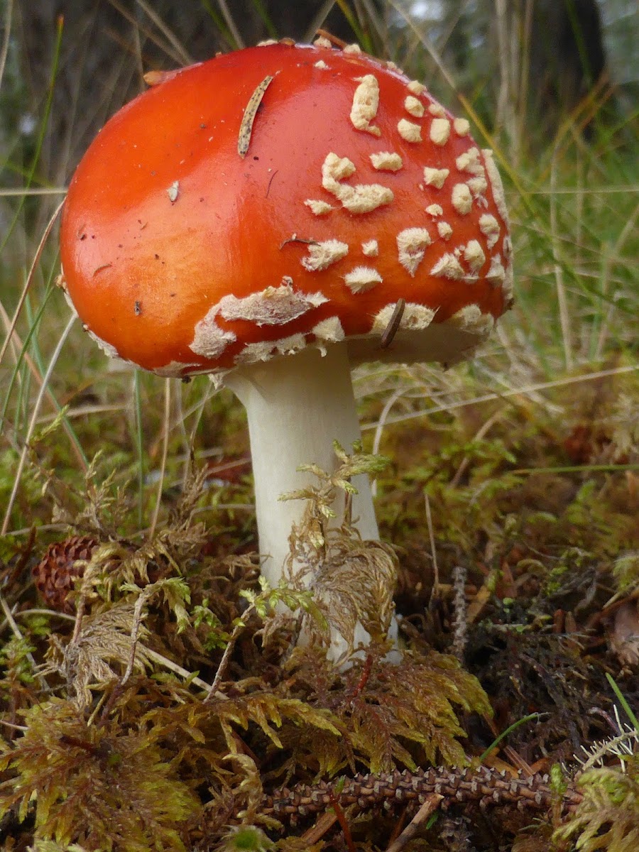 Fly Amanita