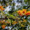 southern silky oak, silk oak or silky oak, or Australian silver oak