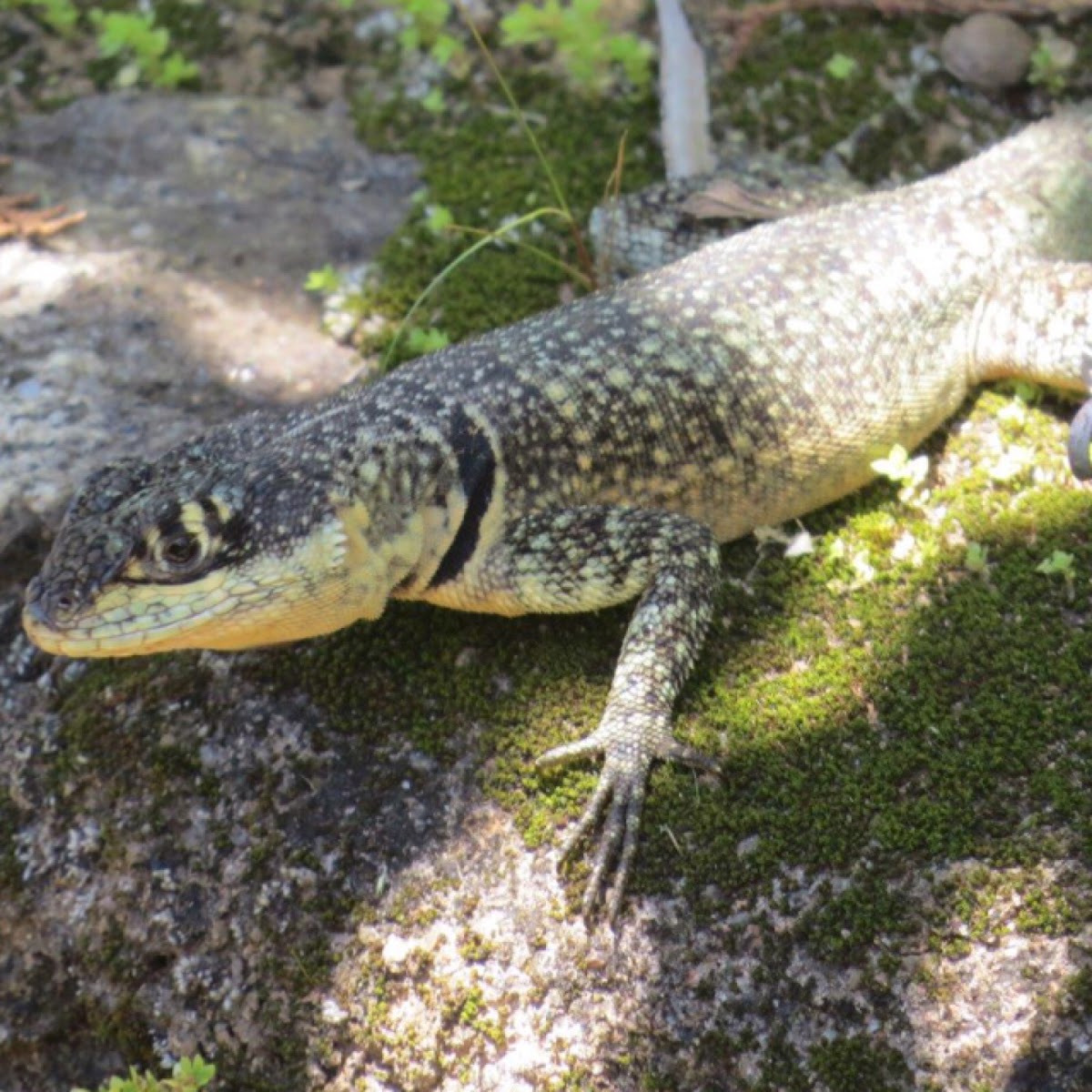 Amazon lava lizard