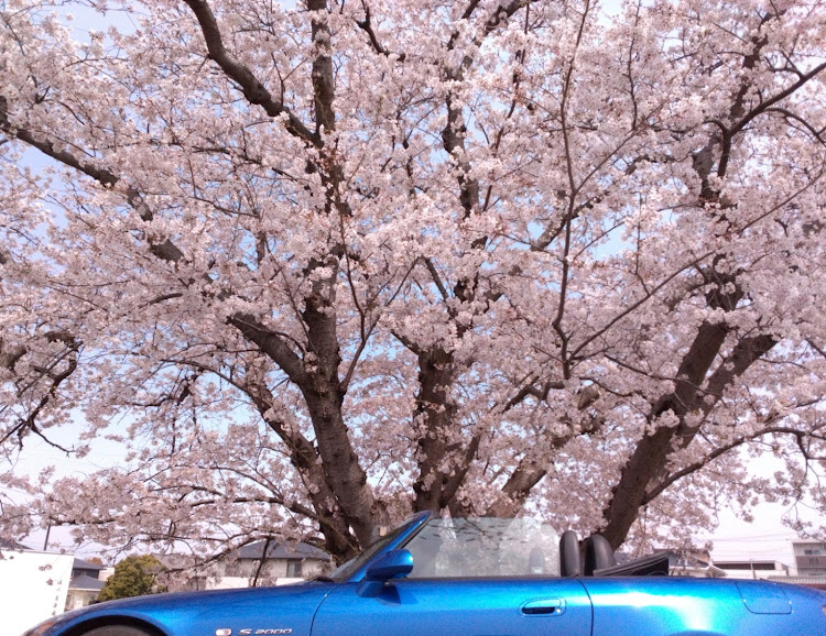 S2000の4月もよろしくお願い致します🌸・オープンカーのある生活に関するカスタム事例の投稿画像1枚目