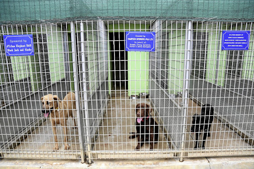 Dogs that were handed over to the SPCA by the owners. Picture: Jackie Clausen