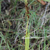 North Wind Bog Orchid