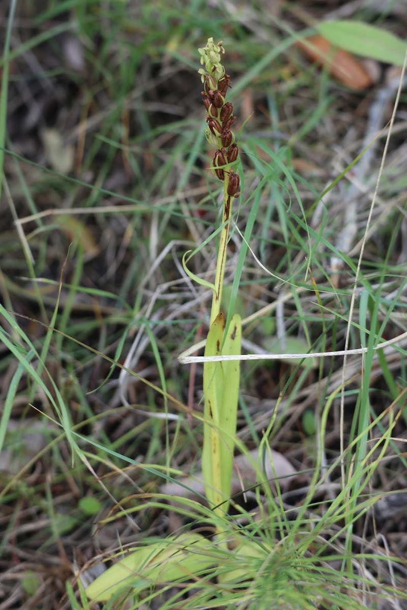 North Wind Bog Orchid