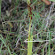 North Wind Bog Orchid