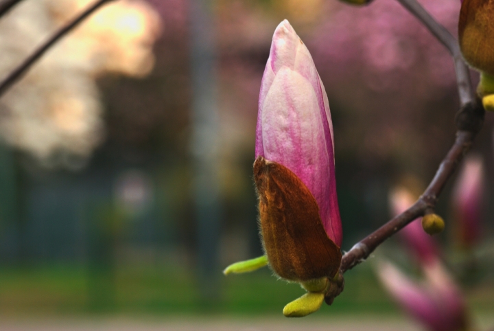 Bocciolo di magnolia giapponese di Rossella13