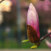 Bocciolo di magnolia giapponese di 