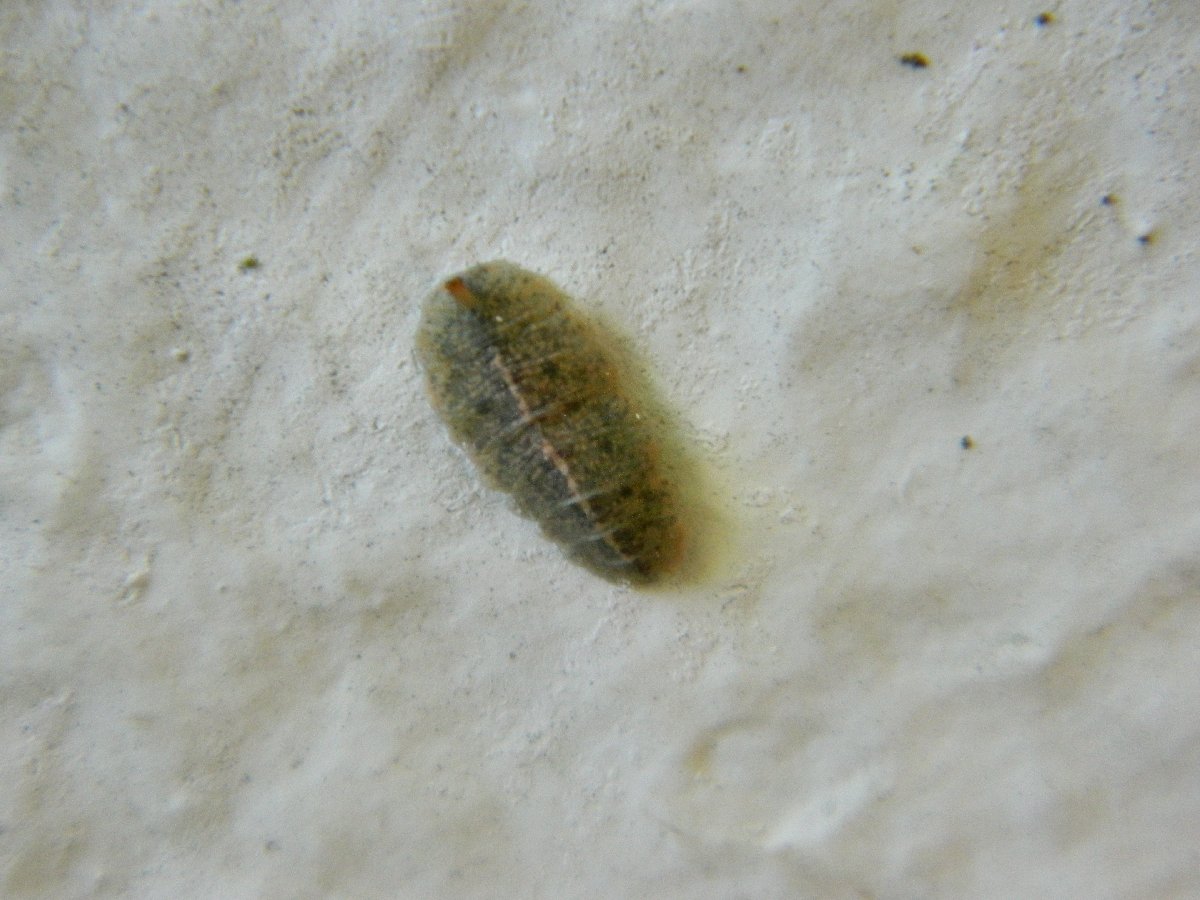 Epistrophe fly larva