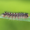 Gypsy Moth Caterpillar