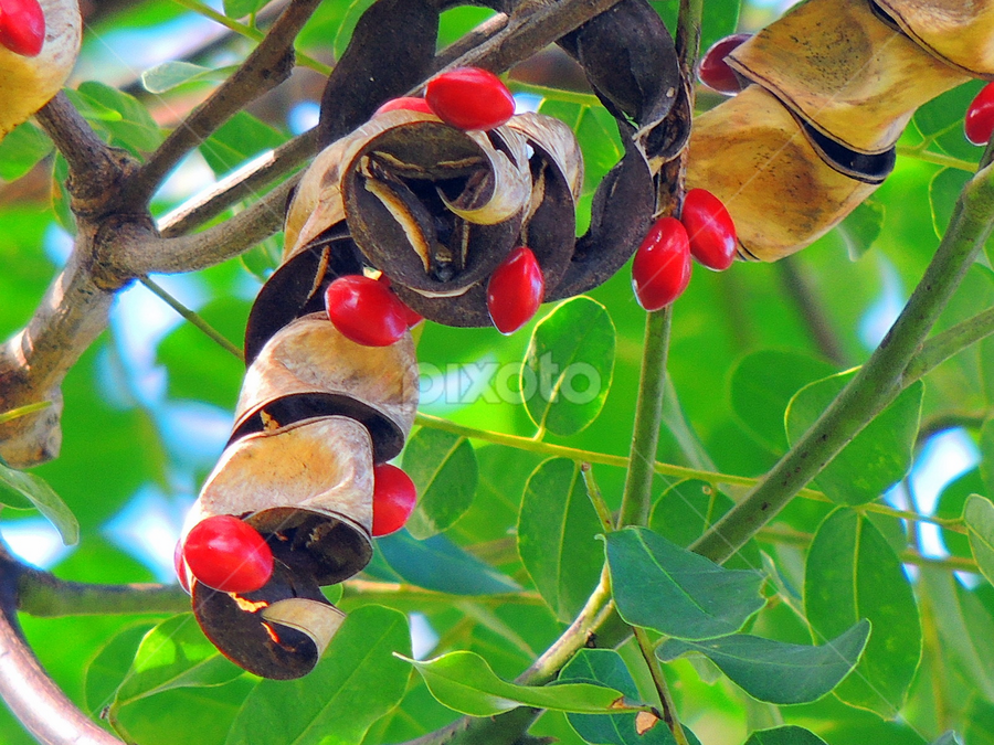 Saga seeds.. by Yusop Sulaiman - Nature Up Close Trees & Bushes