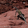 Greater earless lizard