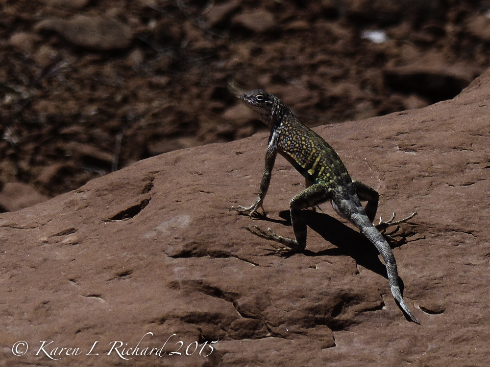 Greater earless lizard