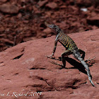 Greater earless lizard