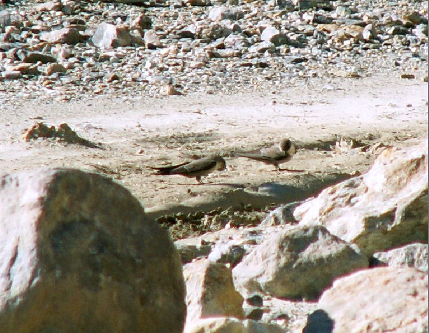 Crag Martin